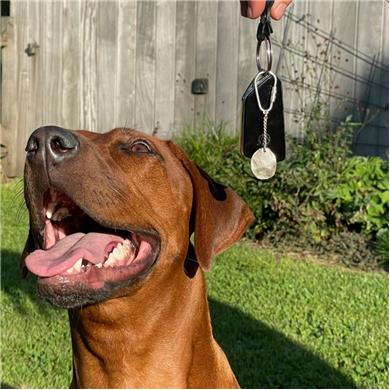 Dog nose print key ring